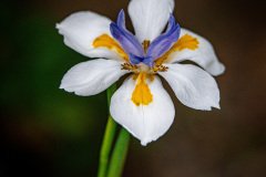 HJK_6880