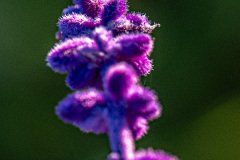 HJK_6927